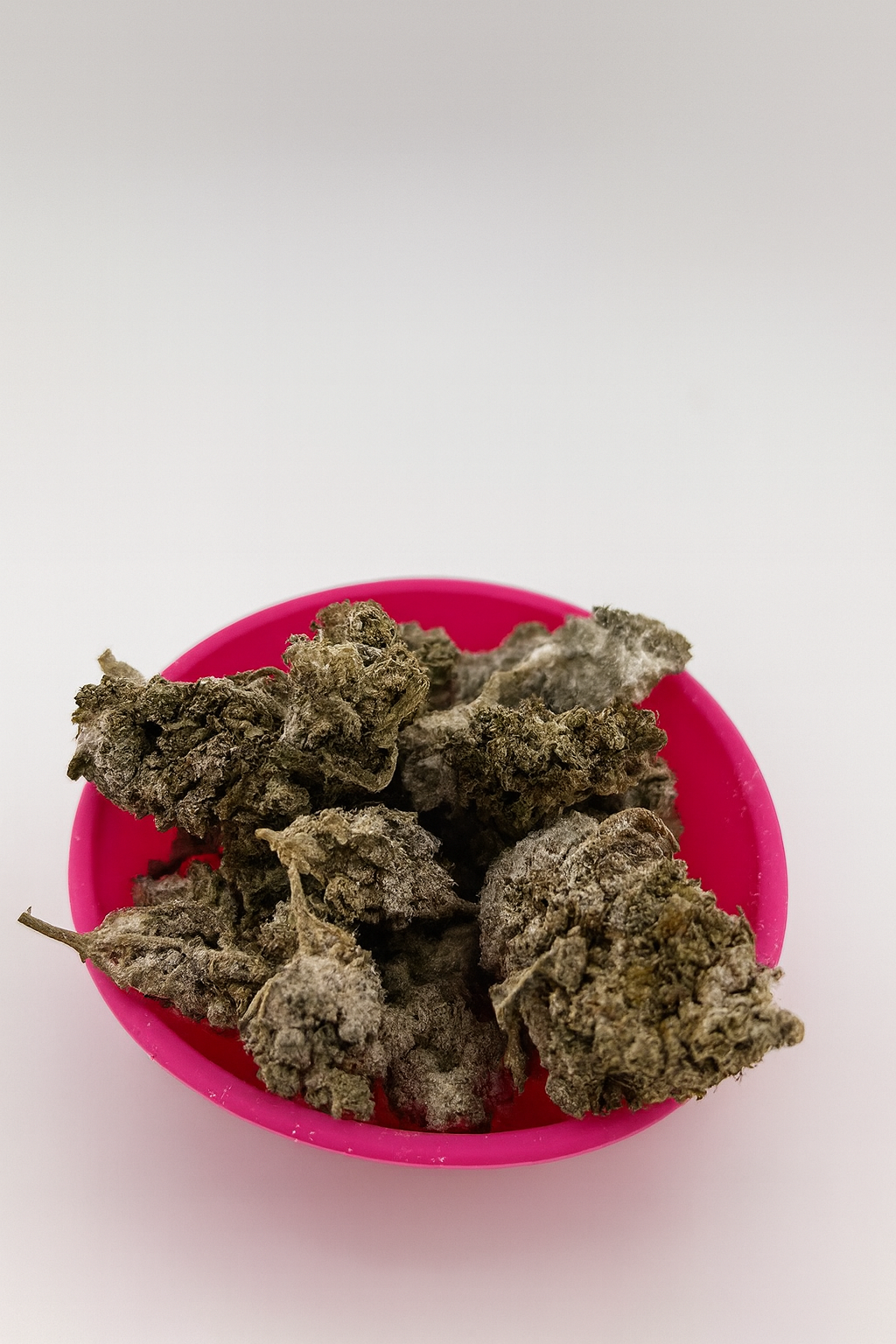 Snow Haze – 45 % CBD Premiumblüten