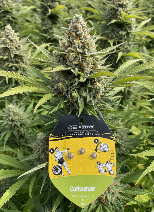 🍋 Corkscrew (Autoflower)