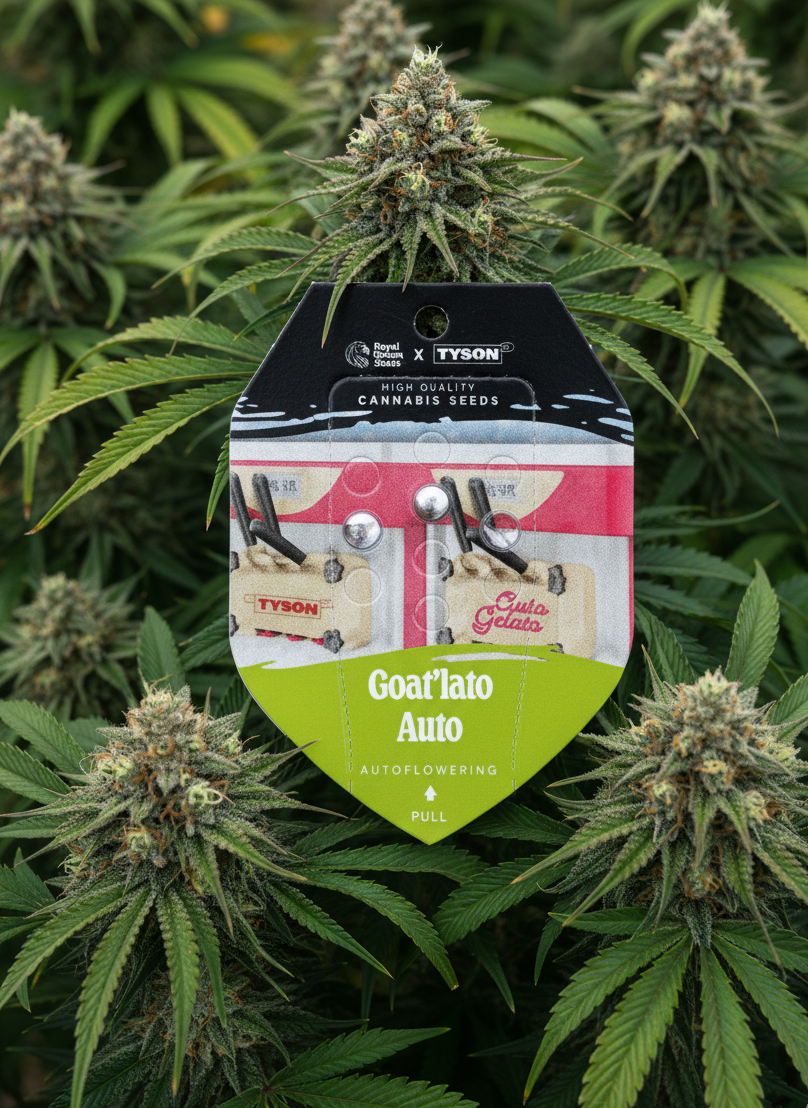 🐐 GOAT´lato (Autoflower)