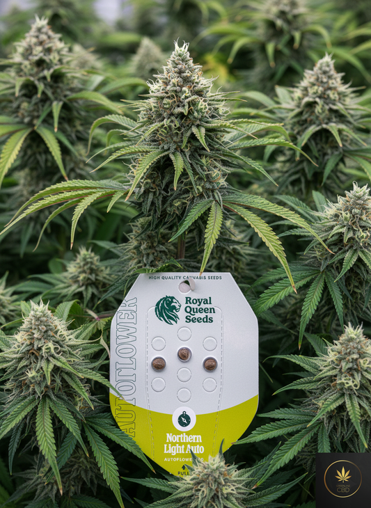 🌌 Northern Light Auto (Autoflower)