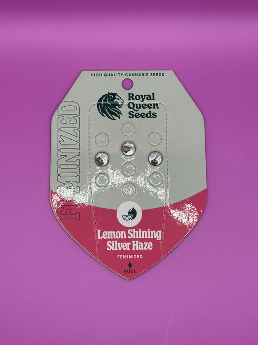 🌟 Lemon Shining Silver Haze (Feminisiert)