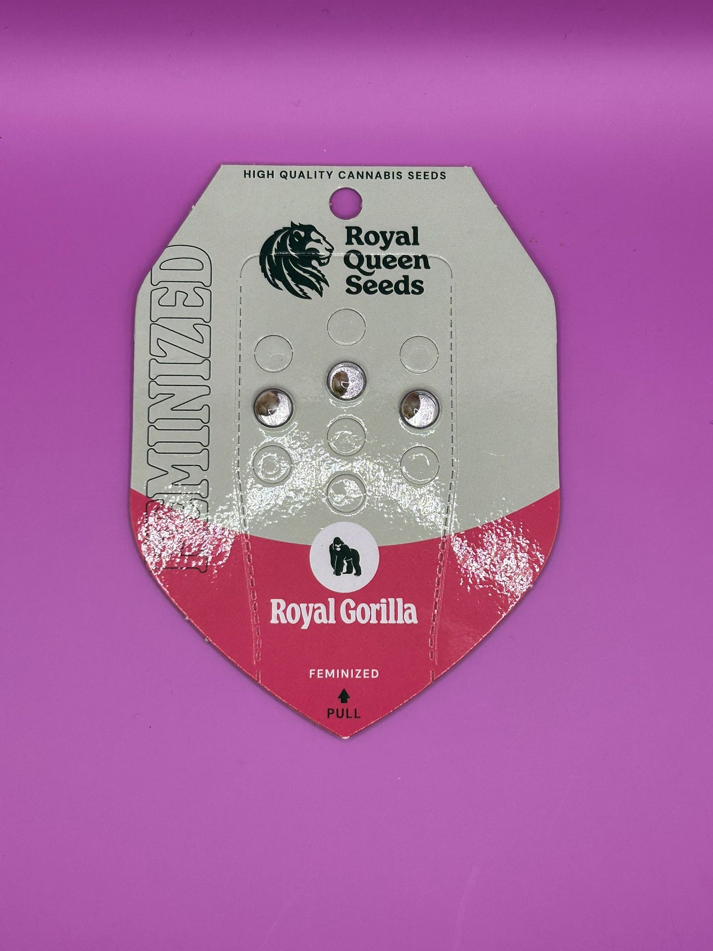 🦍 Royal Gorilla (Feminisiert