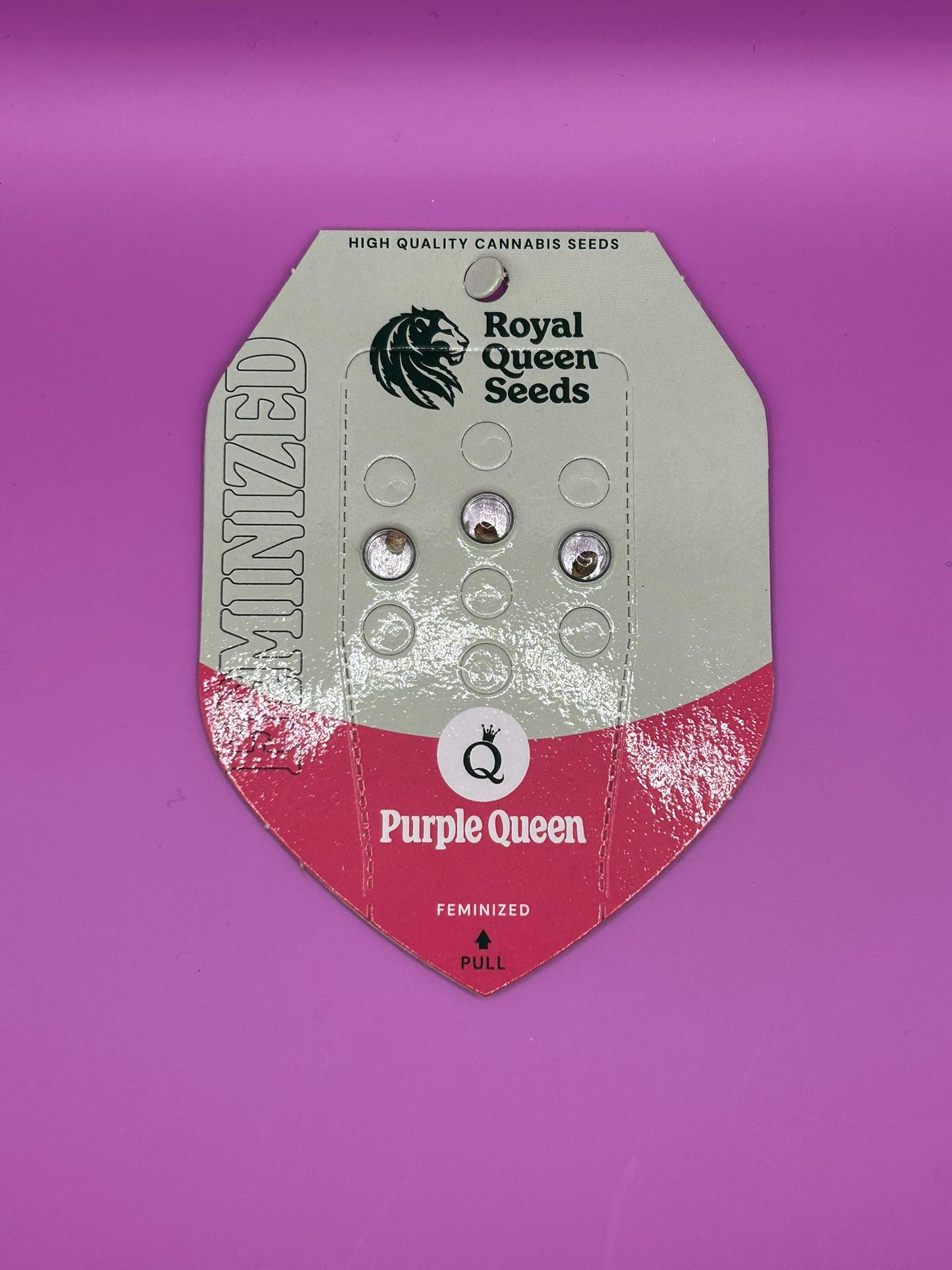 👑 Purple Queen (Feminisiert)