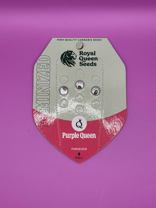 👑 Purple Queen (Feminisiert)